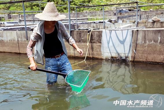 从颗粒无收到年赚百万,一位“农民赛车手”到石斑鱼“老大”的养殖之路