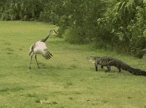 你家猫被人抓去画本子了！