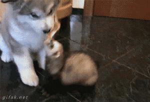 你家猫被人抓去画本子了！