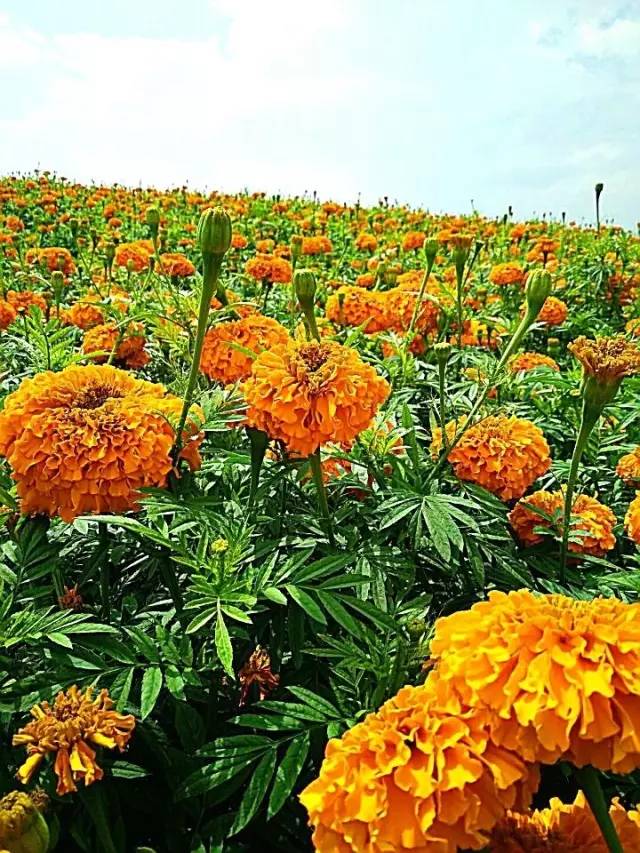 满城尽带黄金甲！开远这地儿已美成童话，你若不来，花为谁开？