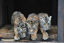 天津市红桥医院服务,天津市红桥区有哪些医院