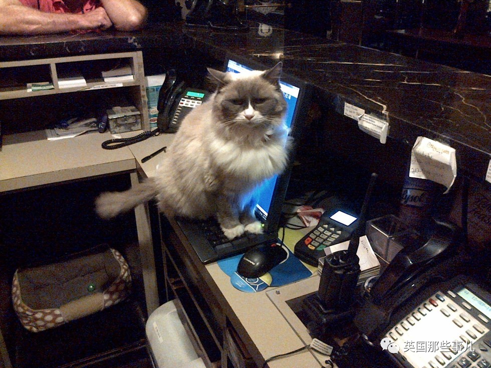 在职7年的喵掌柜终于退休,勤勤恳恳主动加班……对接任的也是放心不下啊……