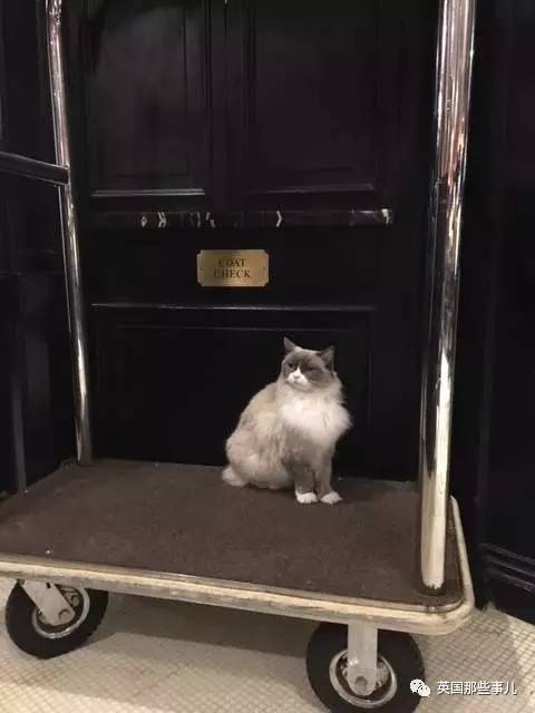 在职7年的喵掌柜终于退休,勤勤恳恳主动加班……对接任的也是放心不下啊……