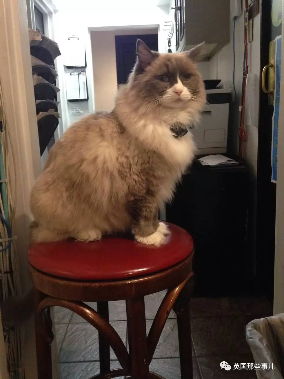 在职7年的喵掌柜终于退休,勤勤恳恳主动加班……对接任的也是放心不下啊……