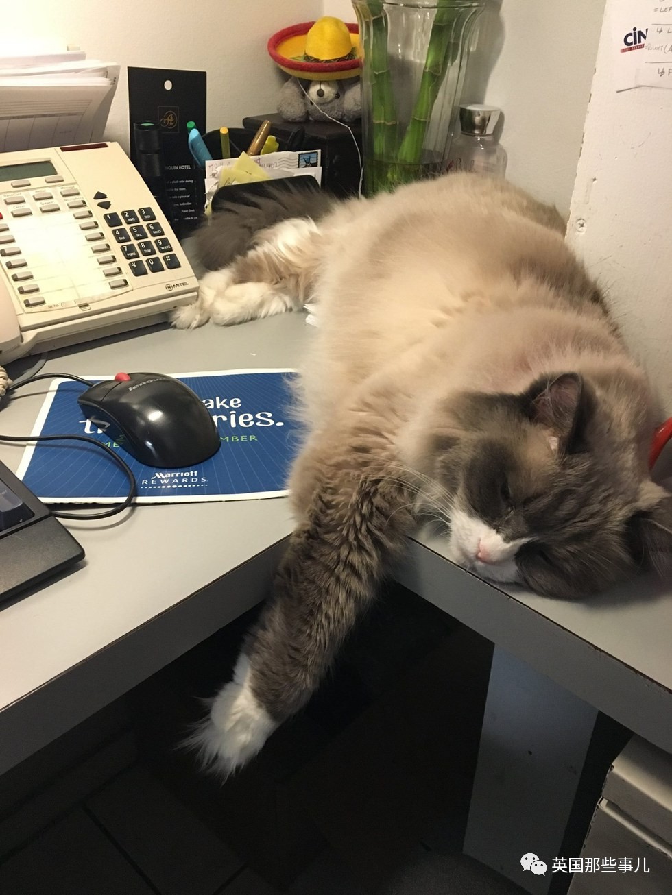 在职7年的喵掌柜终于退休,勤勤恳恳主动加班……对接任的也是放心不下啊……