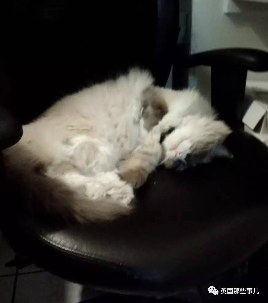 在职7年的喵掌柜终于退休,勤勤恳恳主动加班……对接任的也是放心不下啊……