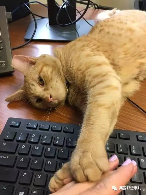 在职7年的喵掌柜终于退休,勤勤恳恳主动加班……对接任的也是放心不下啊……