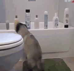 屋里养金毛怎么上厕所,家里养了一只金毛和一只萨摩