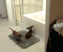 屋里养金毛怎么上厕所,家里养了一只金毛和一只萨摩