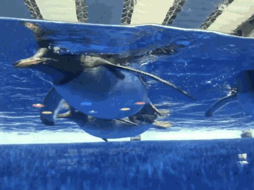 孩子去极地馆总是玩不够?现在一家三口无限次畅游只要650元|还有机会抢免费门票