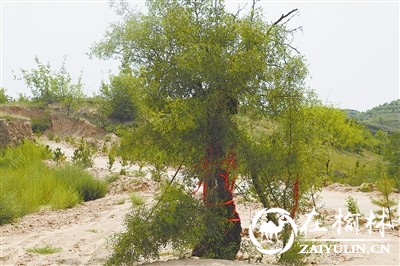 陕北清涧寨沟窑洞视频,寨坬民俗文化村