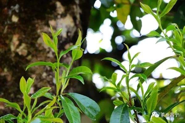 喝千年古树茶的好处,喝古树红茶出高级感