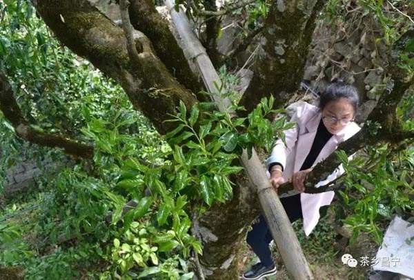 喝千年古树茶的好处,喝古树红茶出高级感
