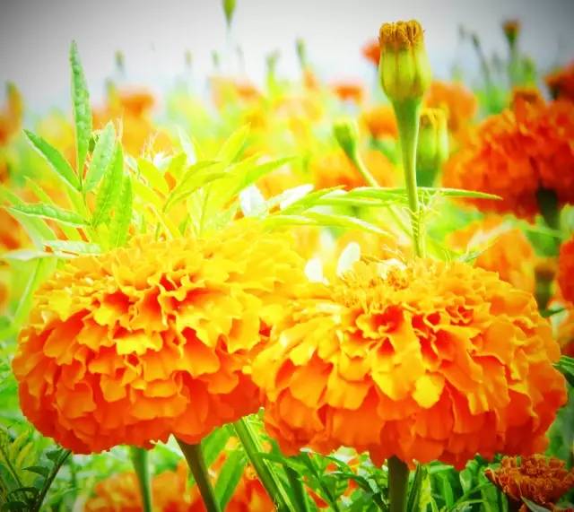 满城尽带黄金甲！开远这地儿已美成童话，你若不来，花为谁开？