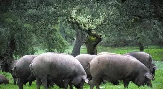 子桐品｜处女星奇幻漂流记（下）：日本街头寻宝记