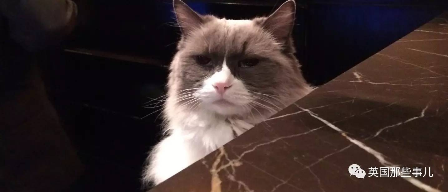 在职7年的喵掌柜终于退休,勤勤恳恳主动加班……对接任的也是放心不下啊……