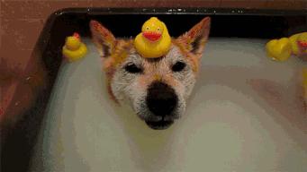 屋里养金毛怎么上厕所,家里养了一只金毛和一只萨摩