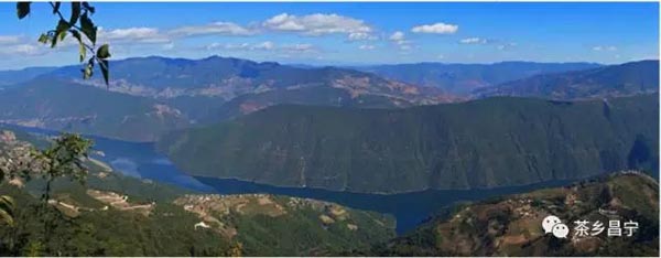 喝千年古树茶的好处,喝古树红茶出高级感