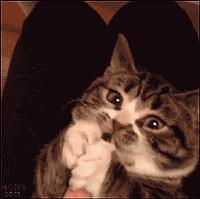 你家猫被人抓去画本子了！