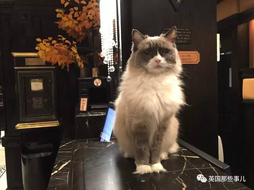 在职7年的喵掌柜终于退休,勤勤恳恳主动加班……对接任的也是放心不下啊……