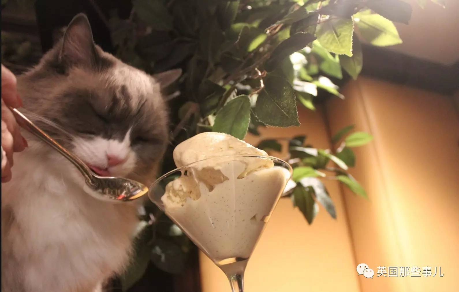 在职7年的喵掌柜终于退休,勤勤恳恳主动加班……对接任的也是放心不下啊……