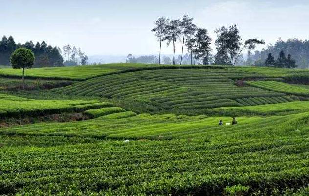 天府舌尖之旅,寻找舌尖上的成都美食