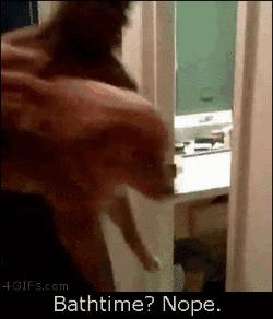 屋里养金毛怎么上厕所,家里养了一只金毛和一只萨摩