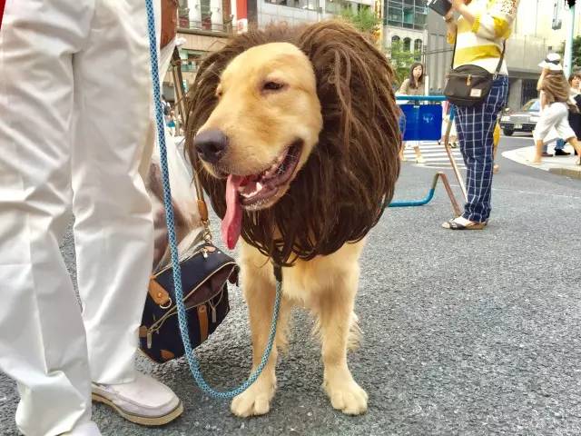 子桐品｜处女星奇幻漂流记（下）：日本街头寻宝记