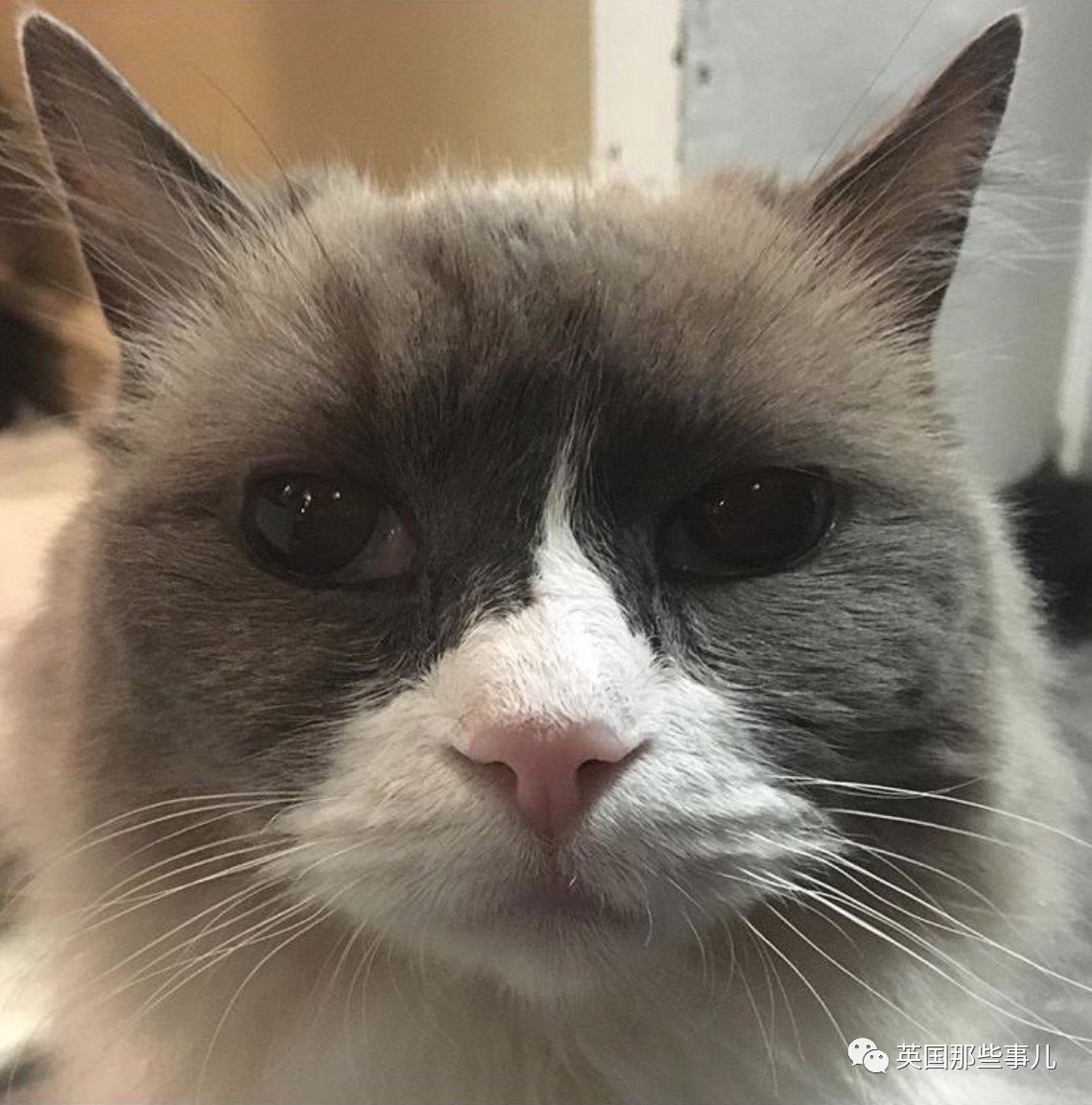 在职7年的喵掌柜终于退休,勤勤恳恳主动加班……对接任的也是放心不下啊……