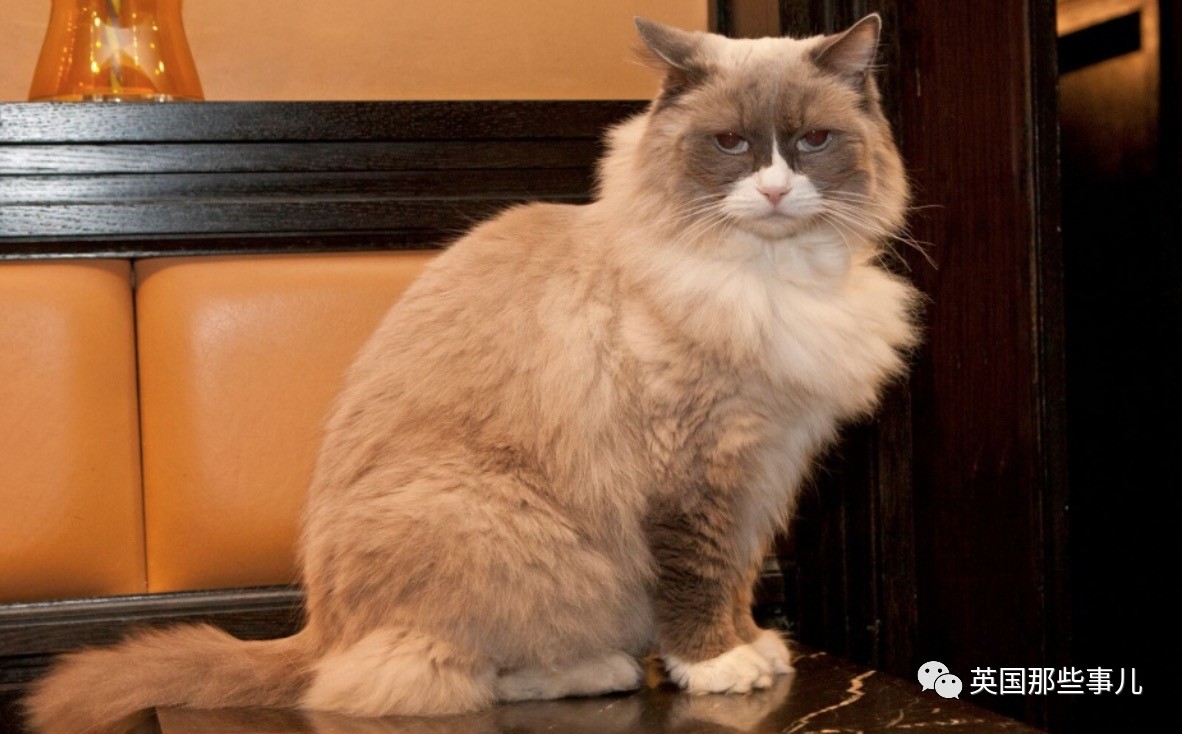 在职7年的喵掌柜终于退休,勤勤恳恳主动加班……对接任的也是放心不下啊……