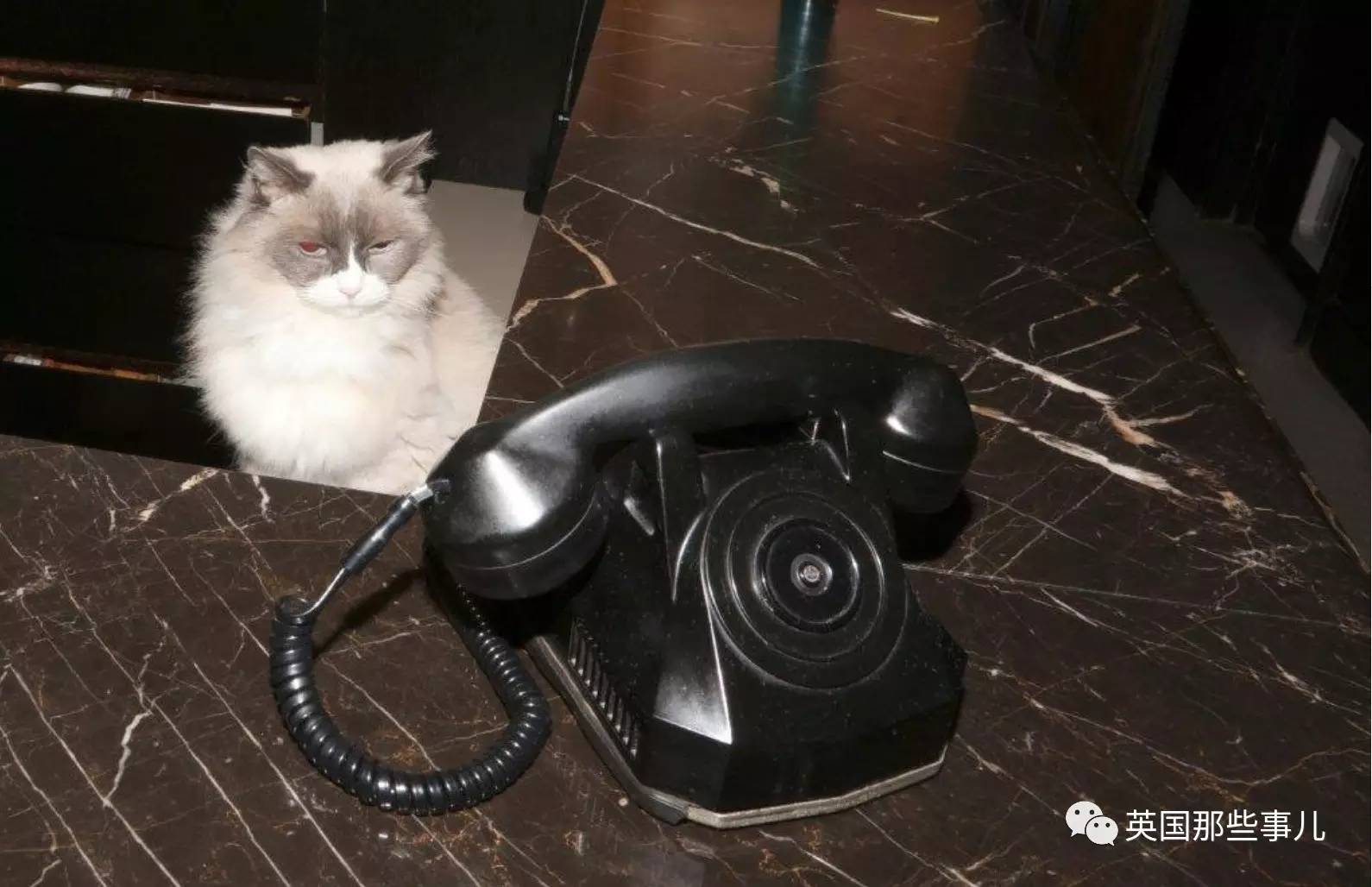 在职7年的喵掌柜终于退休,勤勤恳恳主动加班……对接任的也是放心不下啊……