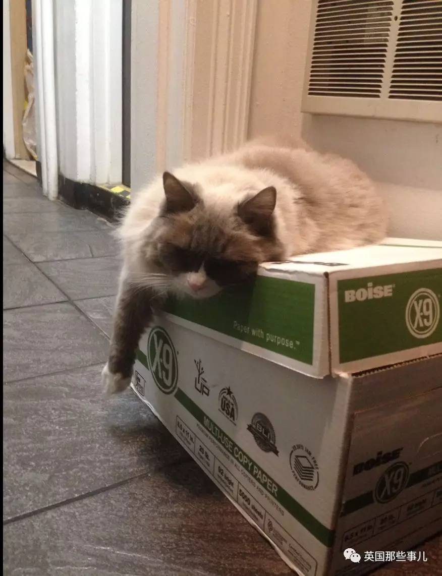 在职7年的喵掌柜终于退休,勤勤恳恳主动加班……对接任的也是放心不下啊……