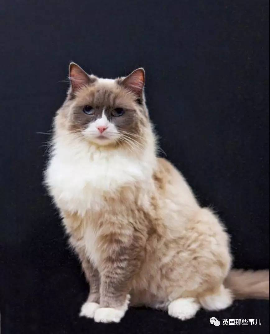 在职7年的喵掌柜终于退休,勤勤恳恳主动加班……对接任的也是放心不下啊……