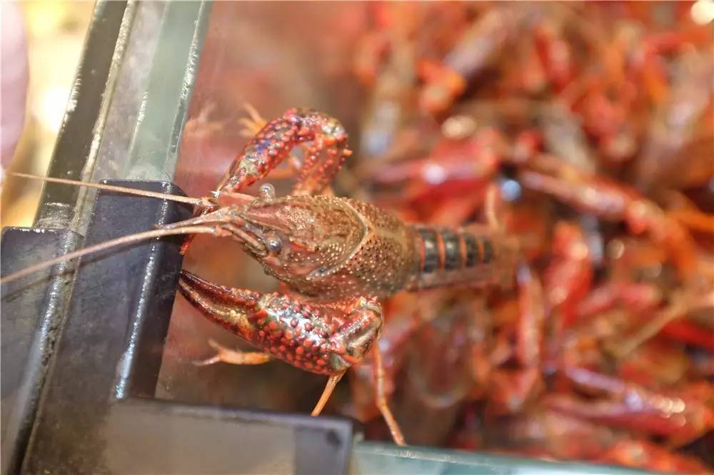 大城北要变市中心啦！私藏9万㎡逛吃玩新街区，平价日料、老百姓超市……足足102家，全家遛娃好去处