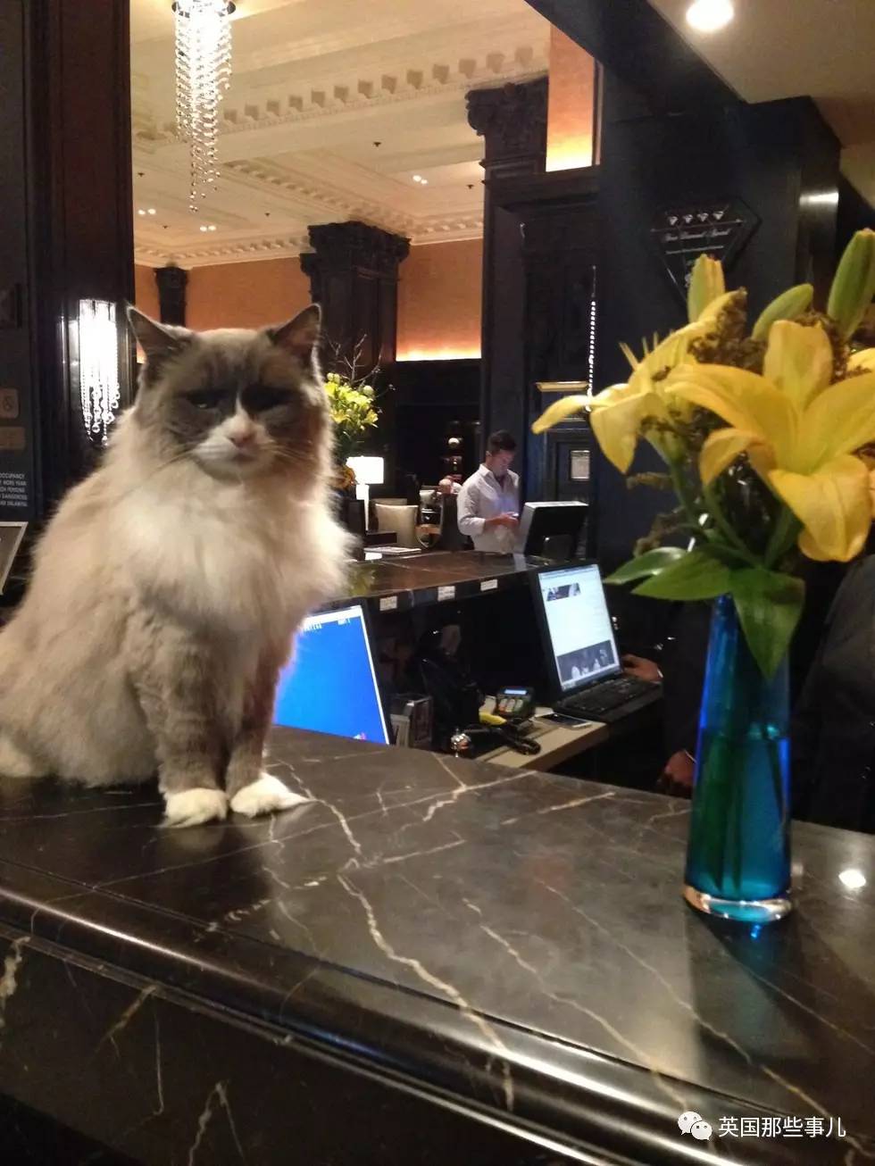 在职7年的喵掌柜终于退休,勤勤恳恳主动加班……对接任的也是放心不下啊……