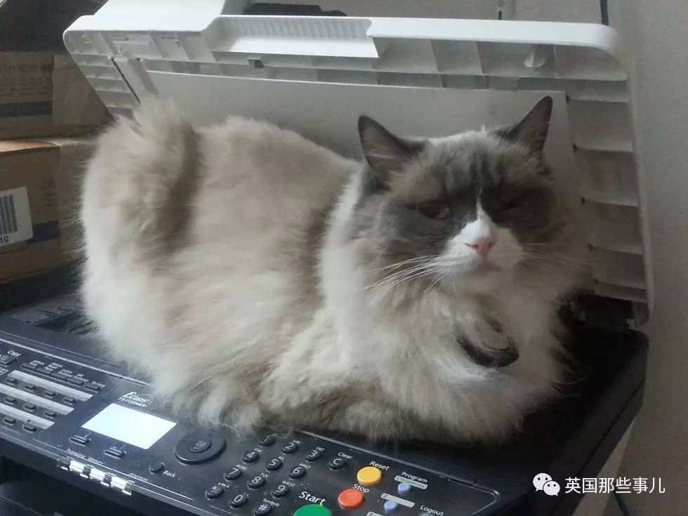 在职7年的喵掌柜终于退休,勤勤恳恳主动加班……对接任的也是放心不下啊……