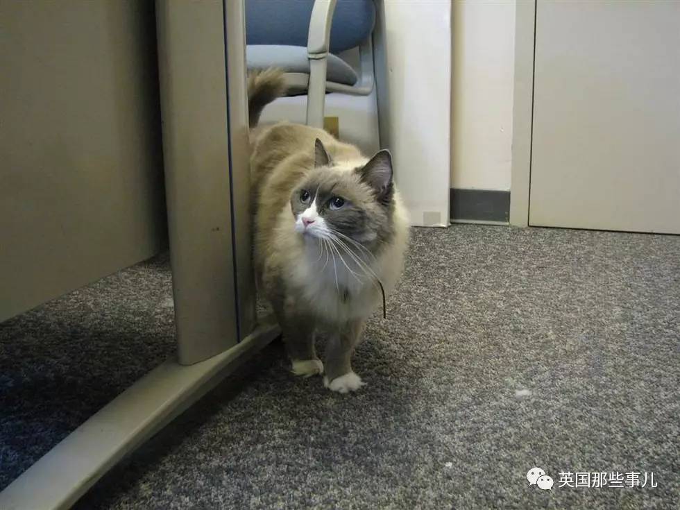 在职7年的喵掌柜终于退休,勤勤恳恳主动加班……对接任的也是放心不下啊……