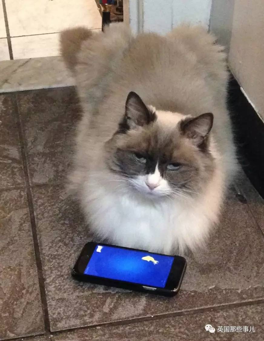 在职7年的喵掌柜终于退休,勤勤恳恳主动加班……对接任的也是放心不下啊……