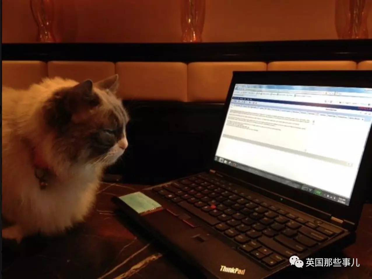 在职7年的喵掌柜终于退休,勤勤恳恳主动加班……对接任的也是放心不下啊……