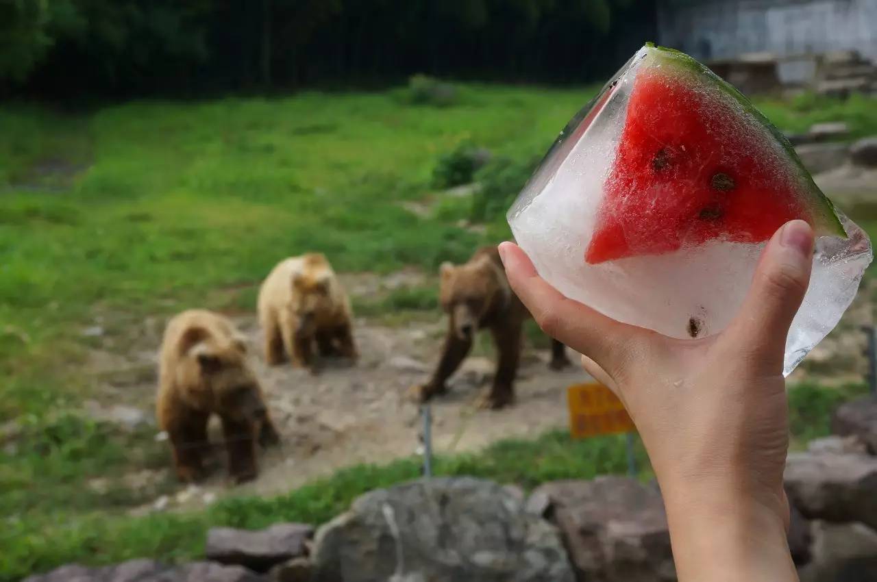 雅戈尔动物园门票免费几天,国庆节雅戈尔动物园免门票吗