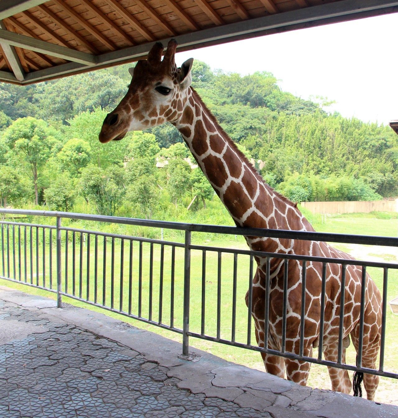 雅戈尔动物园门票免费几天,国庆节雅戈尔动物园免门票吗