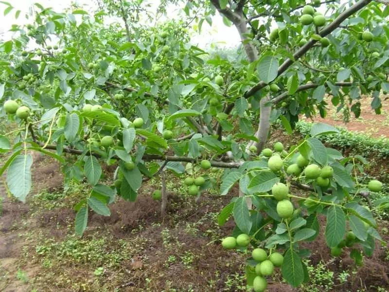济宁人怎么样,济宁人为什么那么有钱