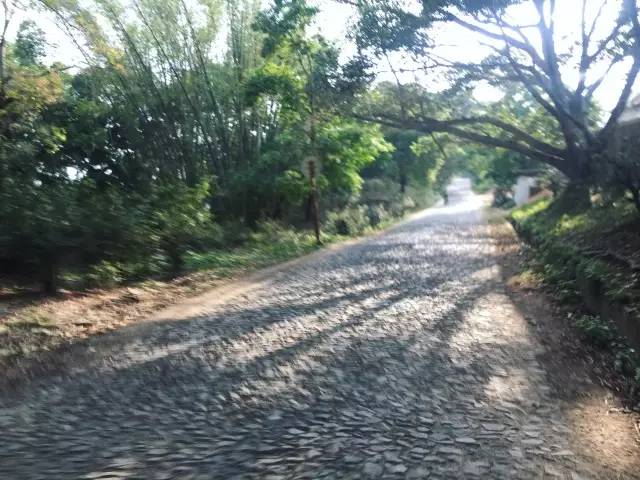 景迈山04｜远上茶山石径斜