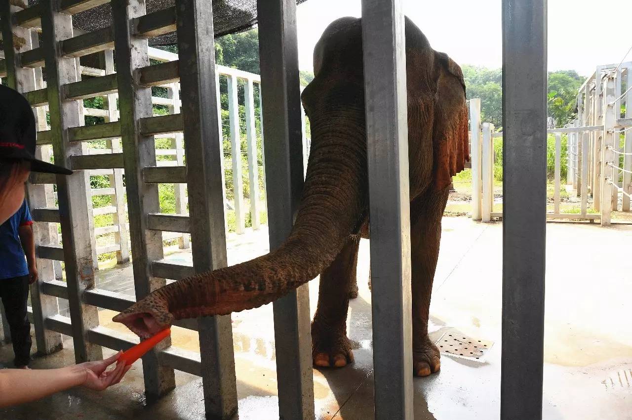 雅戈尔动物园门票免费几天,国庆节雅戈尔动物园免门票吗