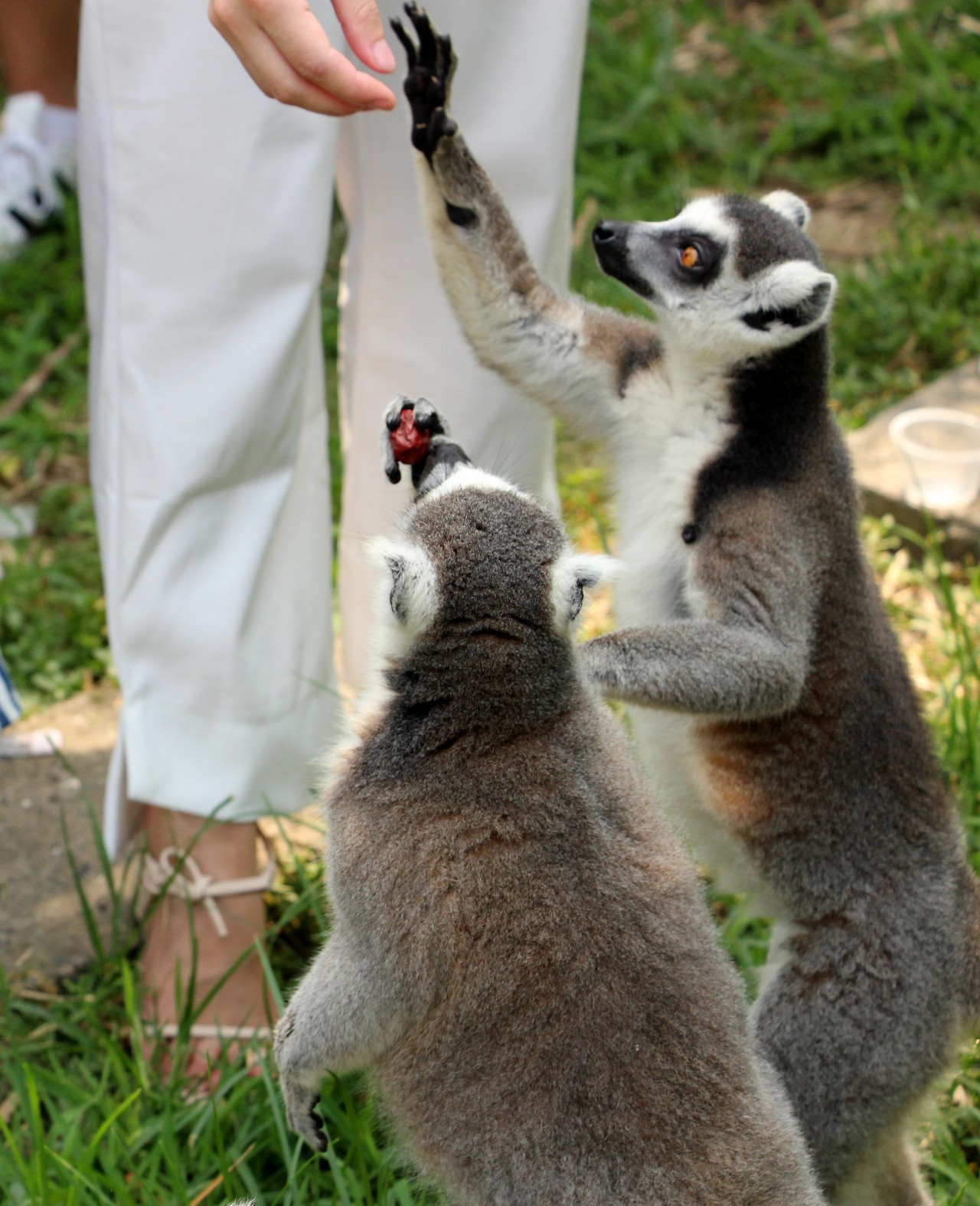 雅戈尔动物园门票免费几天,国庆节雅戈尔动物园免门票吗