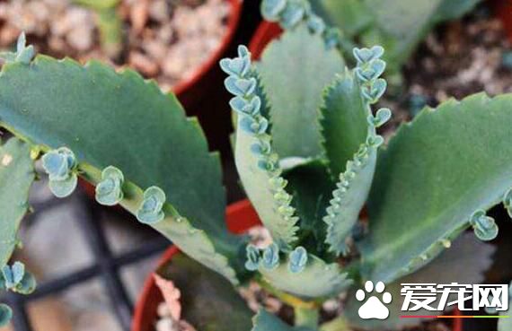 不死鸟多肉怎么养出老桩,不死鸟多肉怎么养才长得粗