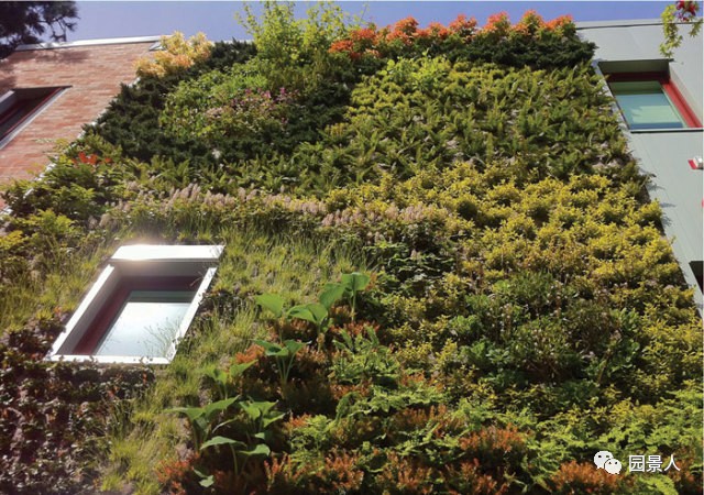 一说到垂直绿化,脑袋里就蹦出他,他,他(附失败案例经验总结)