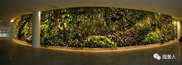 一说到垂直绿化,脑袋里就蹦出他,他,他(附失败案例经验总结)