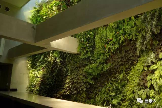 一说到垂直绿化,脑袋里就蹦出他,他,他(附失败案例经验总结)