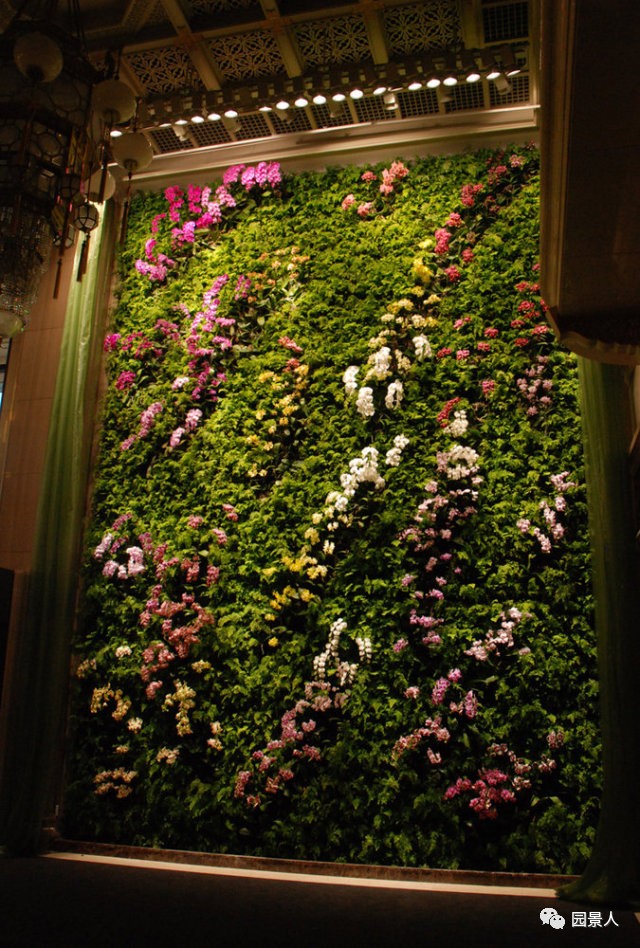 一说到垂直绿化,脑袋里就蹦出他,他,他(附失败案例经验总结)